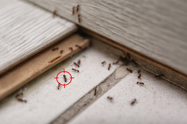 Best Bed Bug Extermination  in Bennettsville, SC