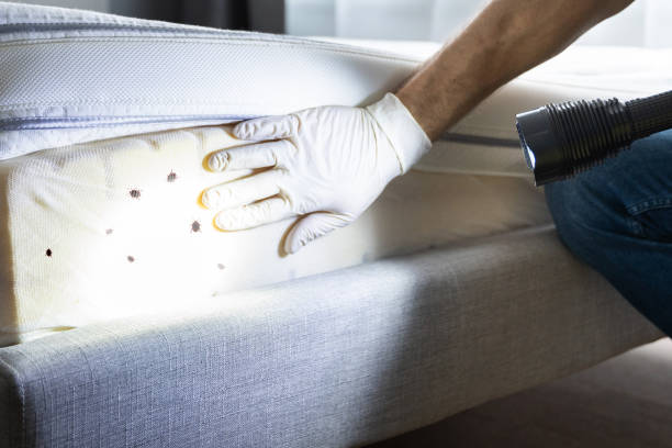 Professional Pest Control in Bennettsville, SC