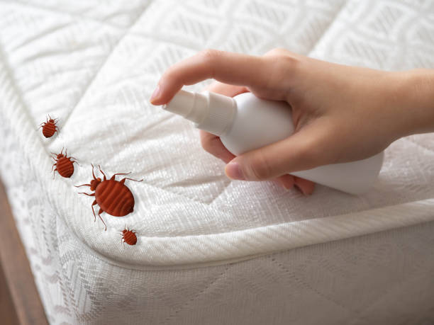 Best Ant Control Services  in Bennettsville, SC